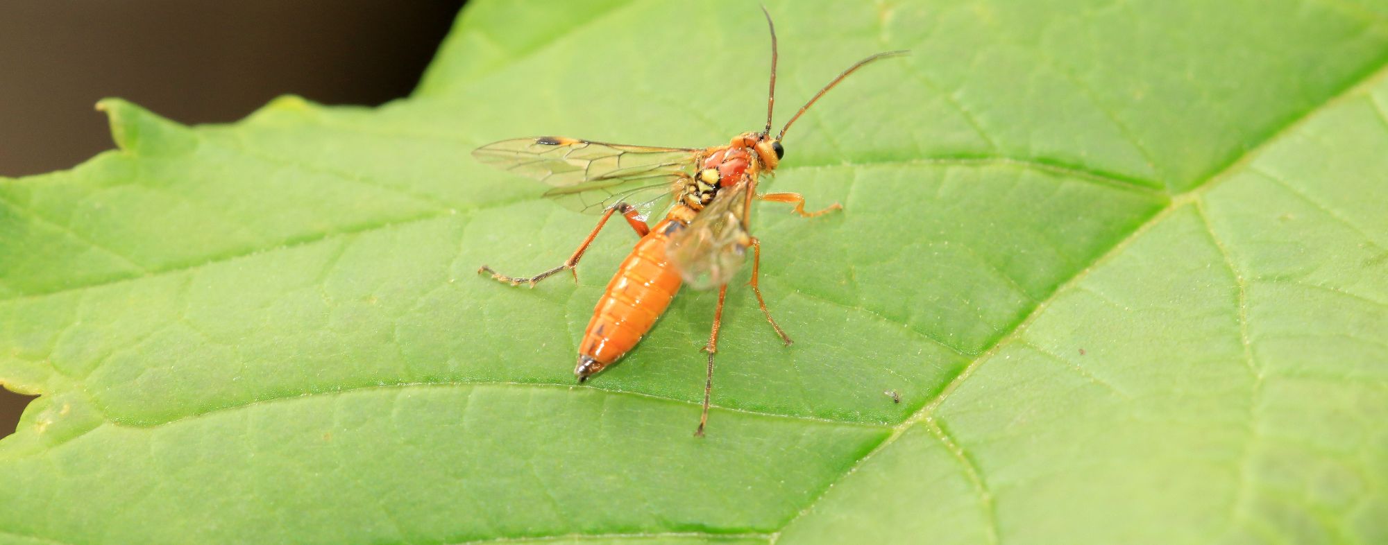 Sawfly